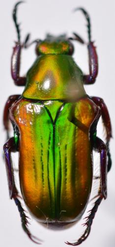 Réf. 257 084 : Pygora pulchripes